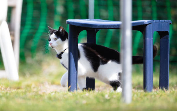 pet-gpstracker-forcats