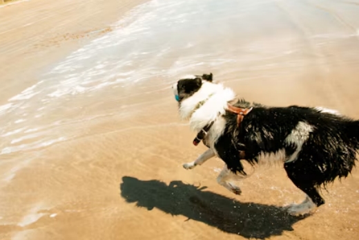 4G IP67 waterproof pet GPS tracker cover image
